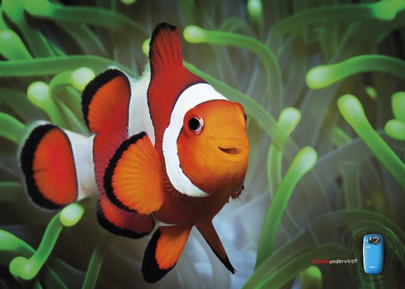 kodak. clownfish